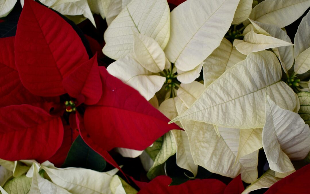 Elevate Your Christmas Decor with Garden State Interior Foliage: A Botanical Holiday Transformation