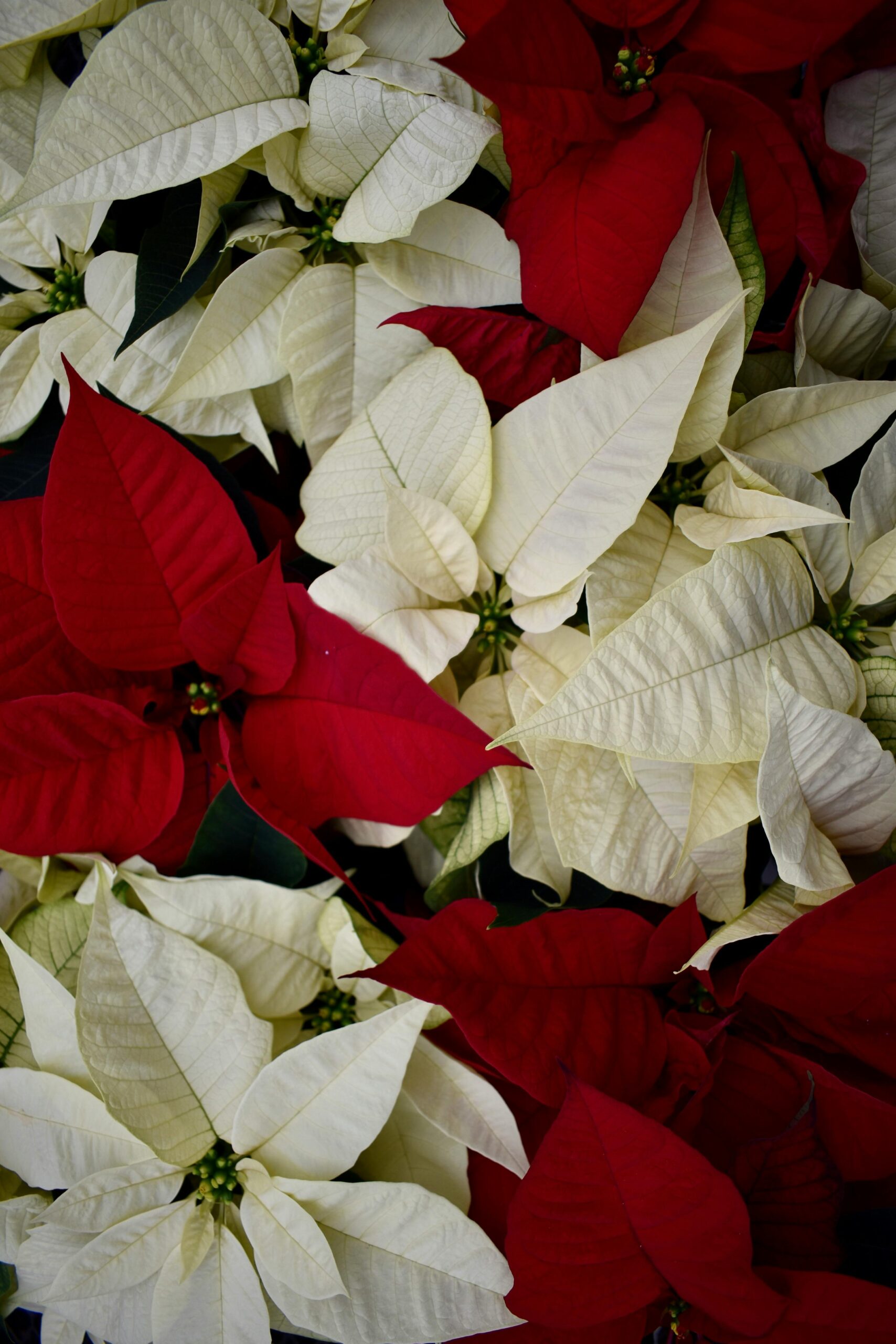 Let Garden State Interior Foliage design your winter wonderland with lots of Christmas Poinsettias